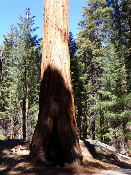 Park Narodowy Sequoia Kalifornia Usa Drzewo Czerwonego Lasu — Zdjęcie stockowe