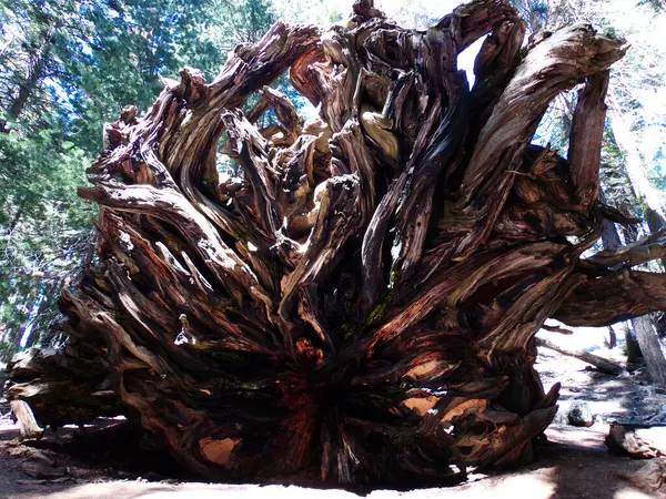 Sequoia National Park Califórnia Eua Red Wood Tree — Fotografia de Stock