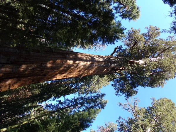 Park Narodowy Sequoia Kalifornia Usa Drzewo Czerwonego Lasu — Zdjęcie stockowe