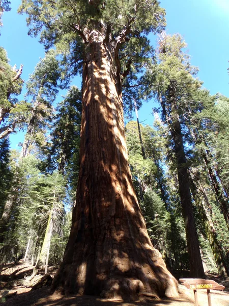 Národní Park Sequoia Kalifornie Usa Strom Červeného Dřeva — Stock fotografie