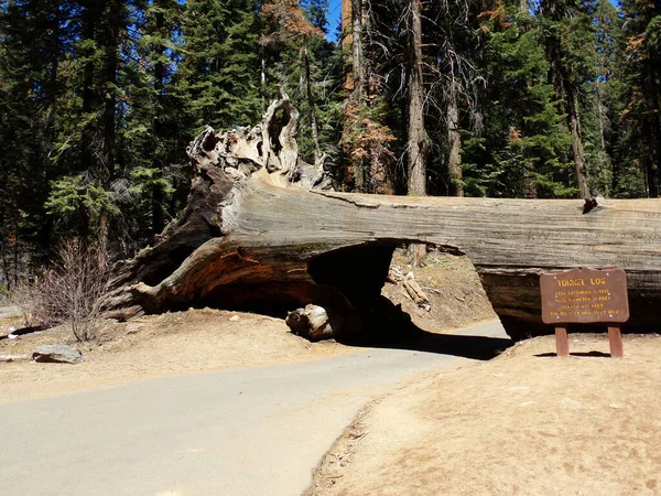 Park Narodowy Sequoia Kalifornia Przejazd Przez Tunel Las Czerwonych Drzew — Zdjęcie stockowe