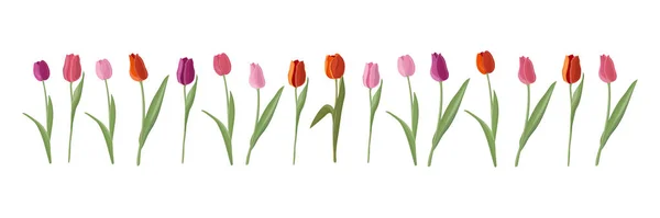 Vektor Set von sechzehn isolierten Tulpen. Tulpen in verschiedenen Farben im flachen Stil. Stockillustration