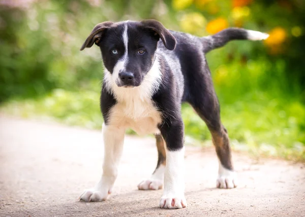 Filhote de cachorro com olhos coloridos fica na rua em um fundo de grama — Fotografia de Stock