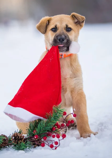 Golden puppy sitting in the snow with a Santa\'s hat in her mouth