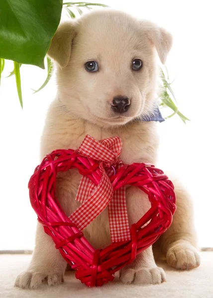 Puppy and heart on Valentine's Day — Stock Photo, Image