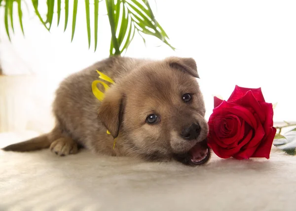 Çiçekli beyaz bir arka plan üzerinde kahverengi köpek yavrusu