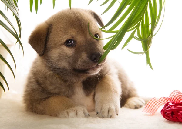 Bir bitki üzerinde çiğneme kahverengi köpek yavrusu