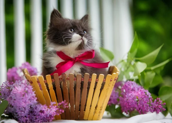 Černá a bílá kočička sedí v koši s květinami — Stock fotografie