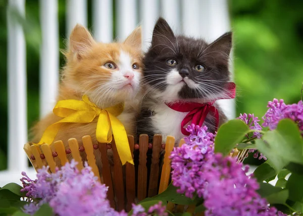 Schwarze und rote Kätzchen sitzen in einem Korb mit Blumen — Stockfoto
