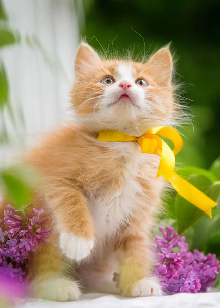 Bir yay ile Kızıl saçlı yavru kedi çiçeklerle oturur