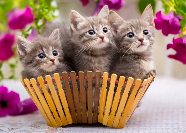 Drei Kleine Kätzchen Sitzen Einem Korb Mit Blumen — Stockfoto