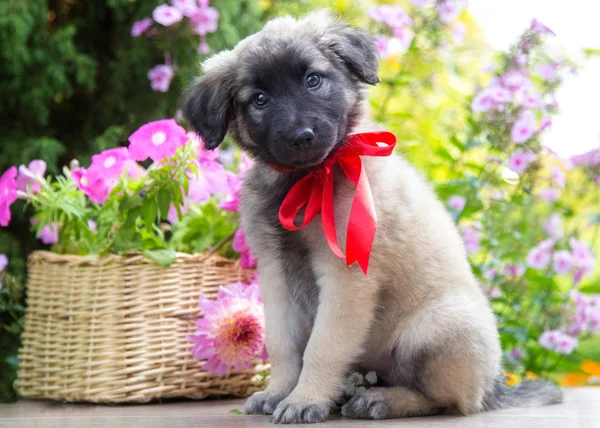 Puppy sits next to a basket of flowers in the garden