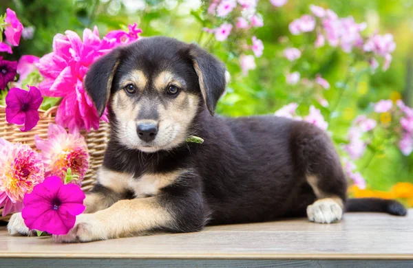 Puppy sits next to a basket of flowers in the garden