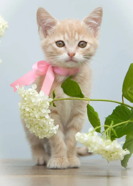 Μικρό Γατάκι Ένα Πάρκο Λουλούδια — Φωτογραφία Αρχείου