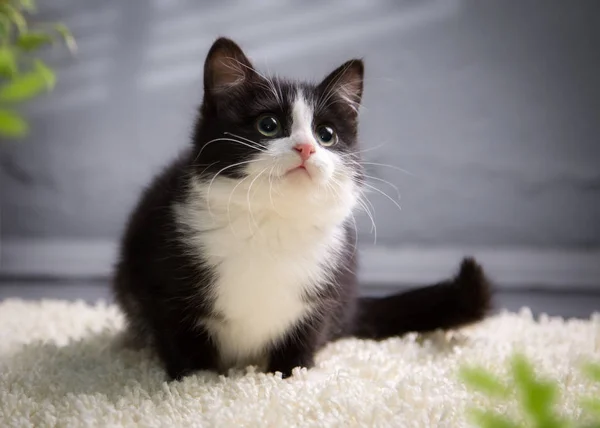 Pequeno Gatinho Preto Branco Joga Casa — Fotografia de Stock