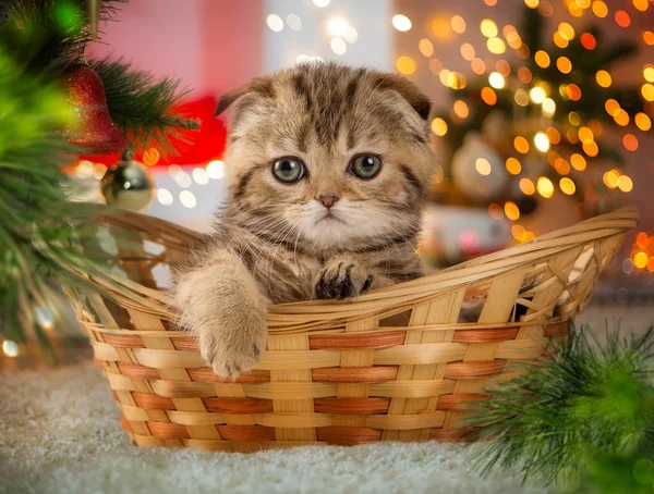 Gatinho Orelhas Lop Uma Cesta Esperando Natal — Fotografia de Stock