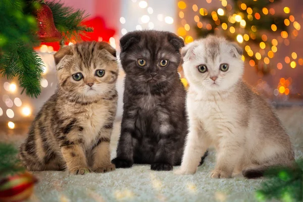 Üç renkli lop-eared yavru kedi Noel karşılamak