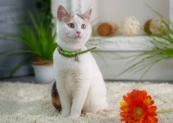 Bahar Studio çiçekli beyaz yavru kedi
