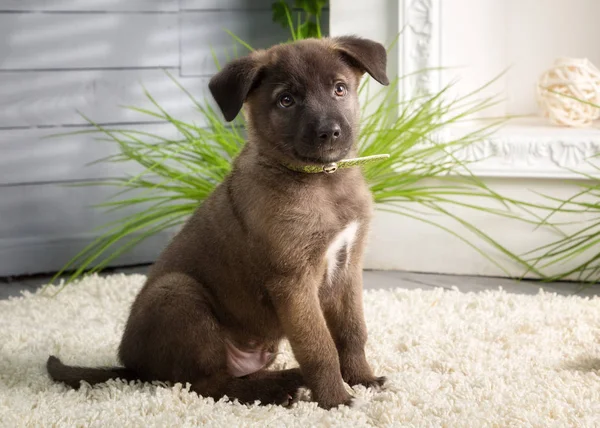 Halı üzerinde oturan kahverengi köpek yavrusu