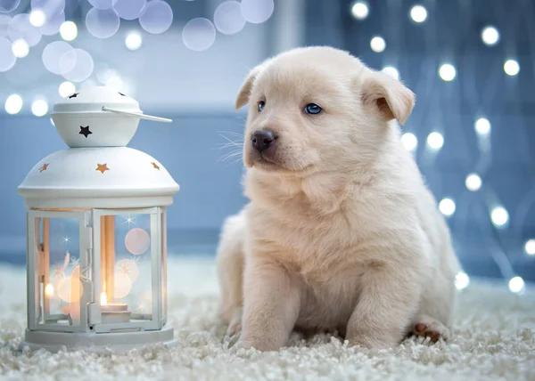 Bir Noel el feneri yanında oturan beyaz köpek yavrusu