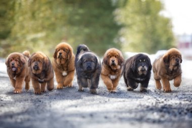 Yedi Tibetli yavru köpek kışın yol boyunca koşar.