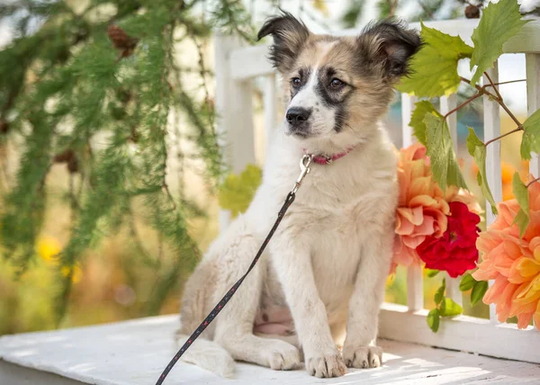 在被自然界的花朵环绕的长椅上的小狗 — 图库照片