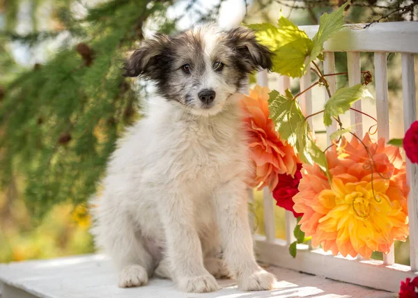 Filhote Cachorro Banco Cercado Por Flores Natureza — Fotografia de Stock