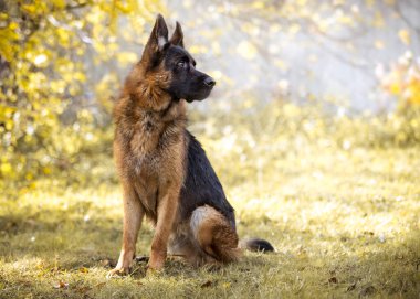 Sonbaharda doğada Alman çoban köpeği