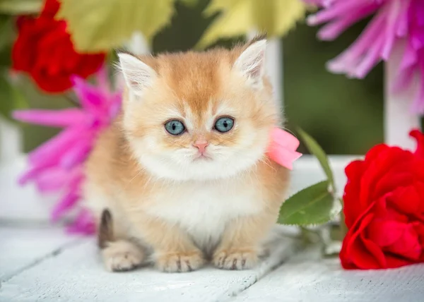 Little Scottish Kitten Background Flowers Sits Bench Summer — Stock Photo, Image