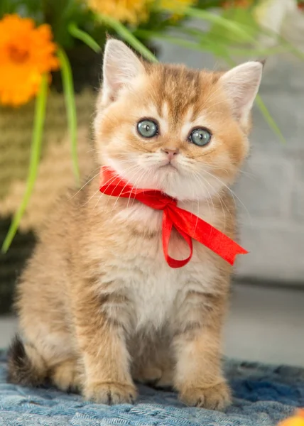 Scottish Kitten Bow Sits Background Flowers — Stock Photo, Image