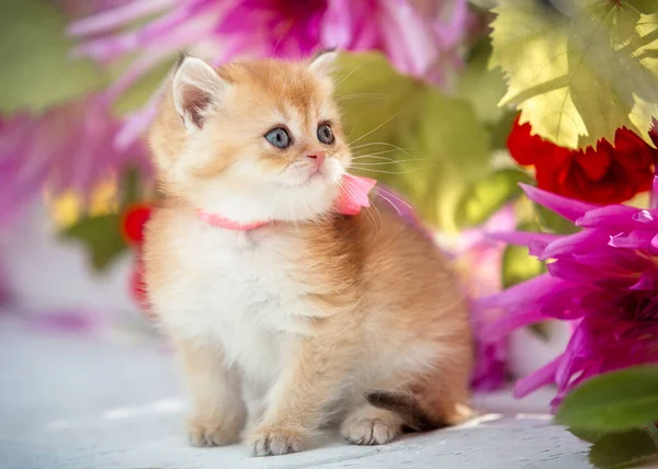 Malé Skotské Kotě Pozadí Květin Sedí Létě Lavičce — Stock fotografie