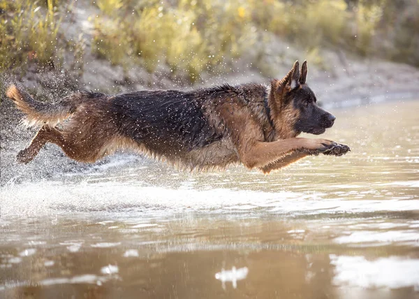 German Shepherd Jumps Water — Stock Photo, Image