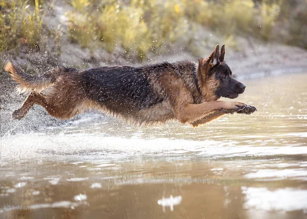 Alman çoban köpeği suya atladı.