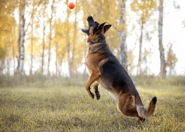 Alman çoban köpeği sonbaharda baloya atlıyor.
