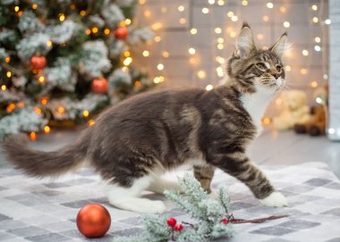 Maine Rakun Kedisi Noel arkaplanında oynuyor