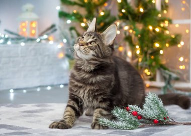 Maine Rakun Kedisi Noel arkaplanında oynuyor