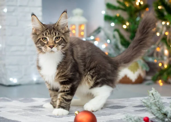 Maine Coon Gatinho Joga Fundo Natal — Fotografia de Stock