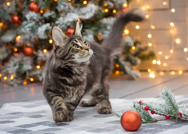 Maine Coon Gatinho Joga Fundo Natal — Fotografia de Stock