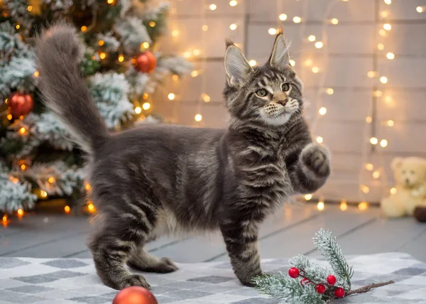 Maine Coon Gatinho Joga Fundo Natal — Fotografia de Stock