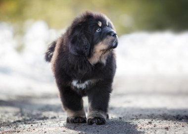 Tibet köpek yavrusu parkta yürüyor
