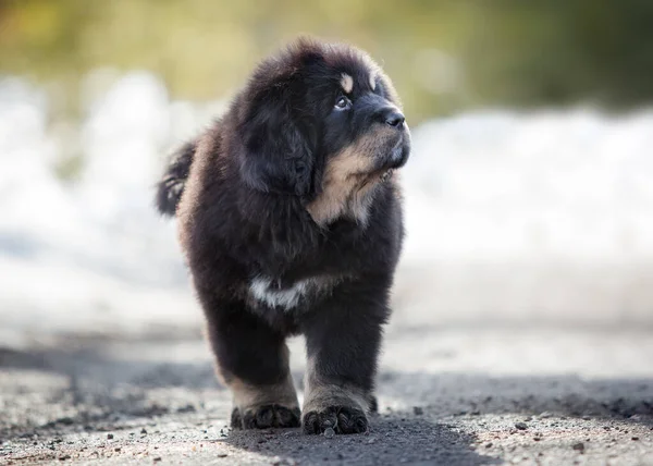 Tibet köpek yavrusu parkta yürüyor