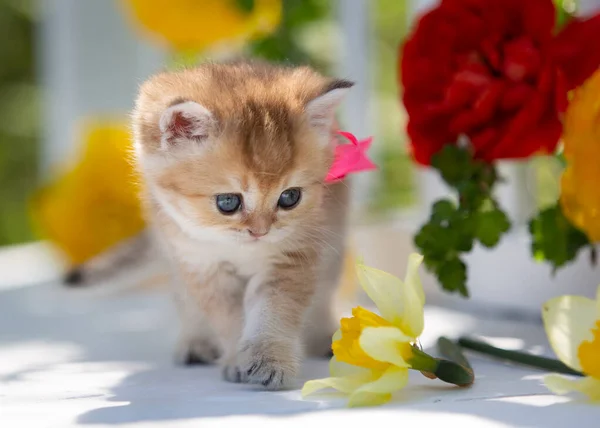 Μικρό Σκωτσέζικο Γατάκι Ανάμεσα Στα Λουλούδια Καλοκαίρι — Φωτογραφία Αρχείου