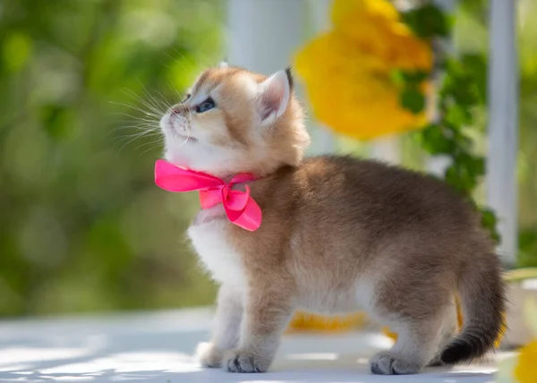 Klein Schots Poesje Tussen Bloemen Zomer — Stockfoto