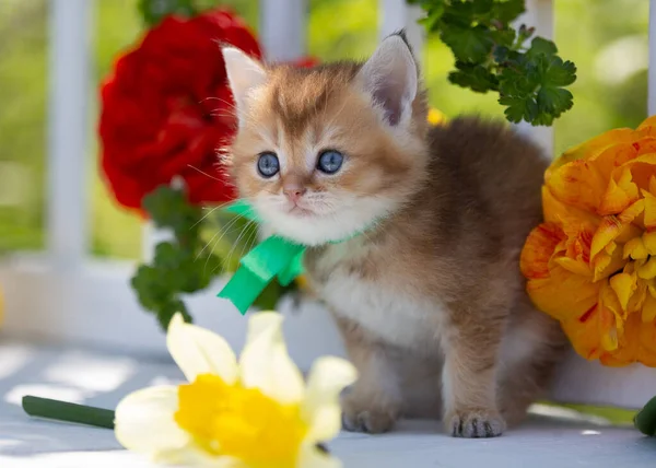 Little Scottish Kitten Flowers Summer — Stock Photo, Image