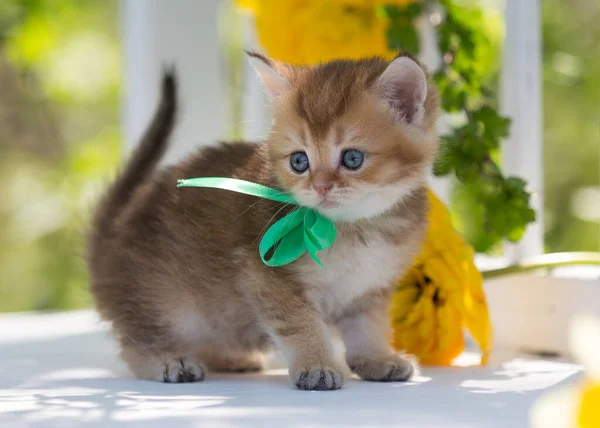 Little Scottish Kitten Flowers Summer — Stock Photo, Image