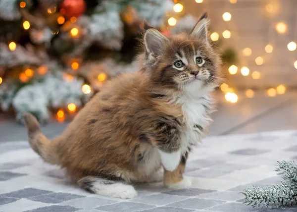 Maine Coon Γατάκι Φόντο Χριστουγεννιάτικο Δέντρο Χριστούγεννα — Φωτογραφία Αρχείου