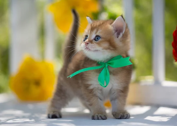 Little Scottish Kitten Flowers Summer — Stock Photo, Image