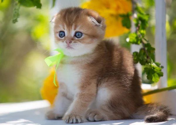 Little Scottish Kitten Flowers Summer — Stock Photo, Image