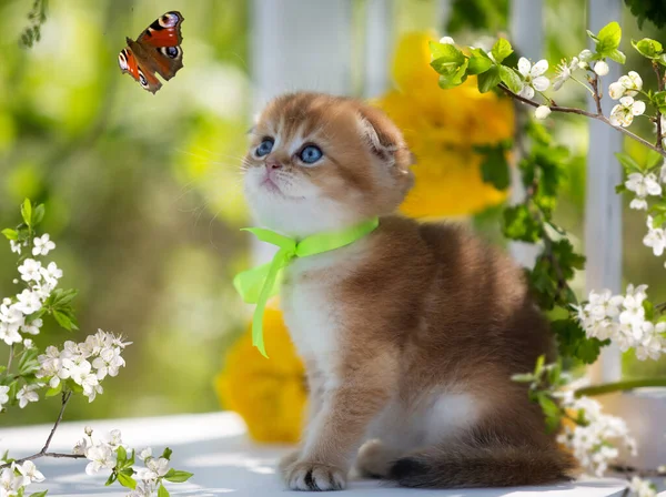 Little Scottish Kitten Flowers Summer — Stock Photo, Image