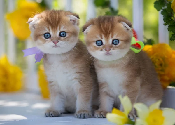 Два Маленьких Котенка Летом Сидят Фоне Цветов Стоковое Фото